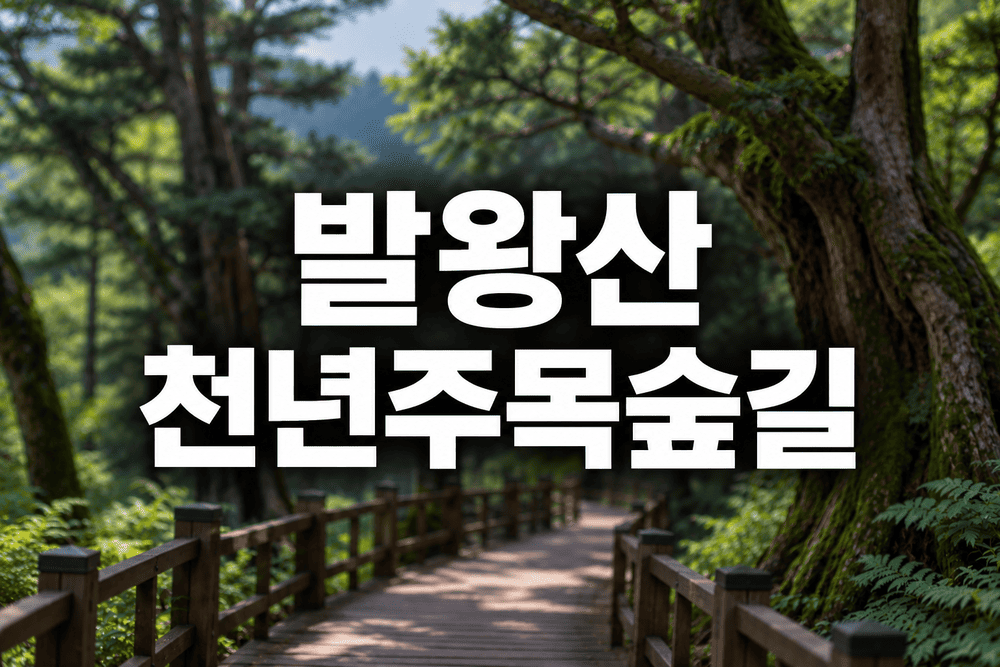 평창 발왕산 천년주목숲길